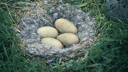 Nest einer Eiderente mit vier Eiern